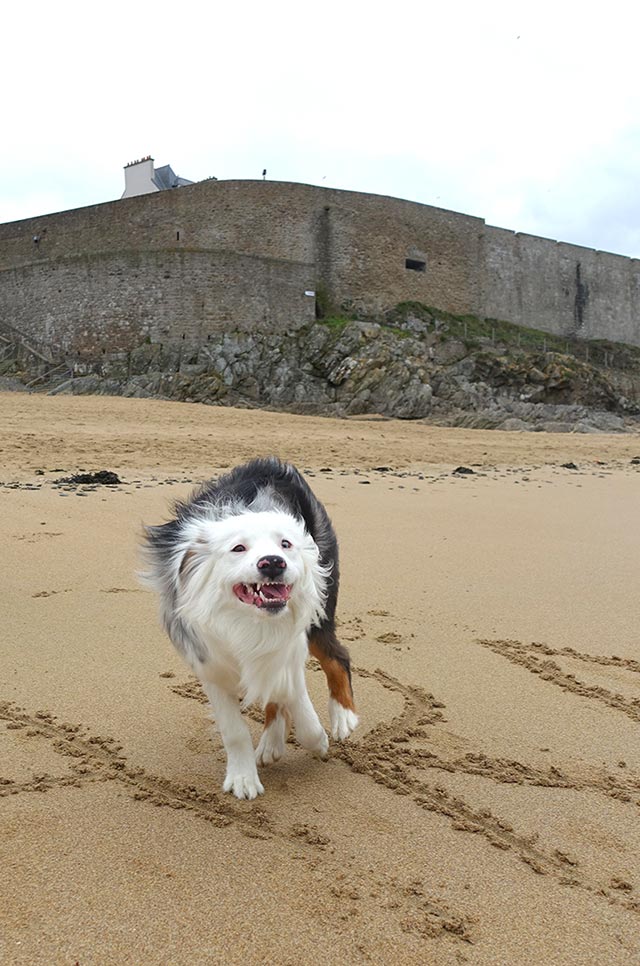 Pes teka po peščeni obali
