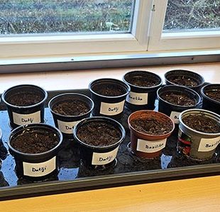 Na fotografiji so majhni lončki z zemljo, v kateri so posejana semena bazilike in datljev. Lončki stojijo na pladnju, prekritem z vodo.