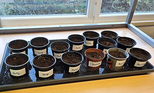 Na fotografiji so majhni lončki z zemljo, v kateri so posejana semena bazilike in datljev. Lončki stojijo na pladnju, prekritem z vodo.