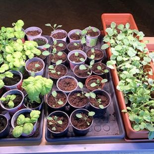 Na fotografiji so drobne rastlinice v lončkih in koritih za rože.