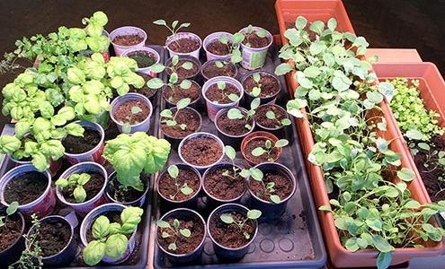 Na fotografiji so drobne rastlinice v lončkih in koritih za rože.