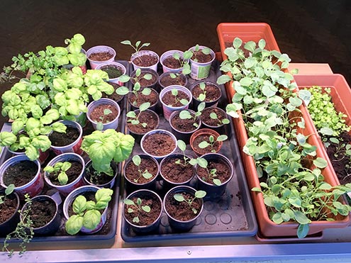 Na fotografiji so drobne rastlinice v lončkih in koritih za rože.